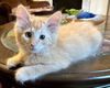 Meowy Shelley