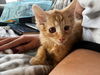 Meowy Shelley