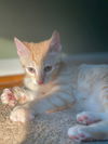 Clyde