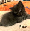 Pepe