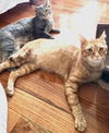 Newman - FIV+