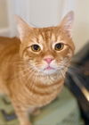 Newman - FIV+