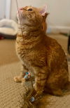 Newman - FIV+