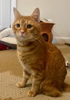 Newman - FIV+