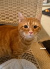 Newman - FIV+