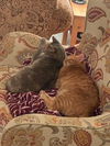 Newman - FIV+