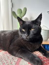 Binx