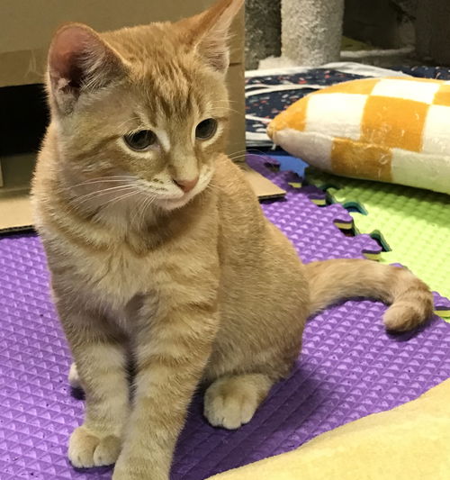 Skipper