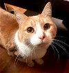 adoptable Cat in , VA named Jeremy
