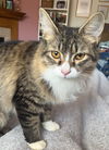 Mindy