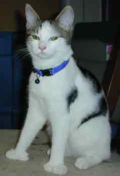 Polly