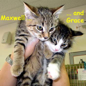 Maxwell