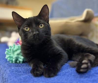 adoptable Cat in Reston, VA named Knight