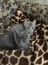 Graycie