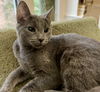 Graycie