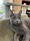 Graycie