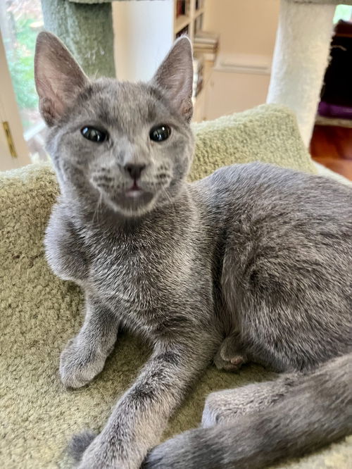 Graycie