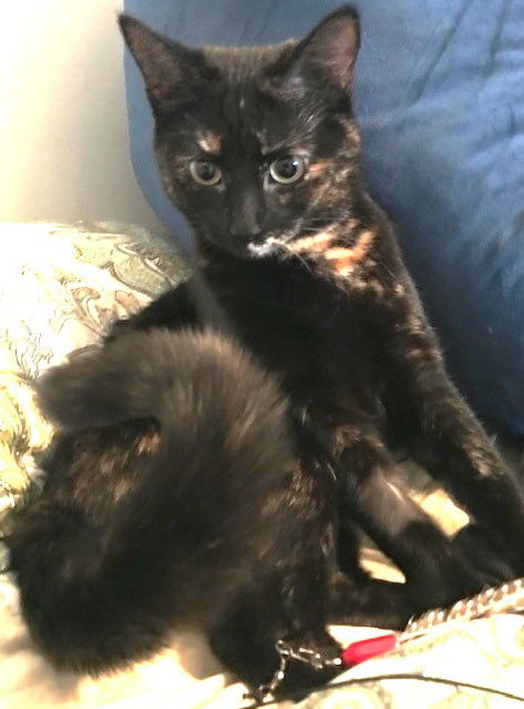 Princess Coco