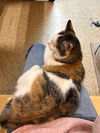 Polly