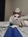 Polly