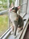 Shira
