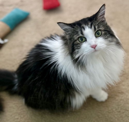 Chloe