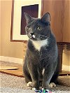 adoptable Cat in reston, VA named Rocko