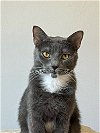adoptable Cat in reston, VA named Spencer