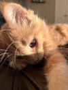 Biscuit