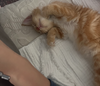Biscuit