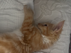 Biscuit