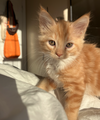 Biscuit