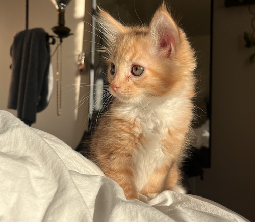 Biscuit