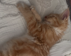Biscuit