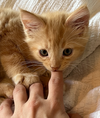 Biscuit