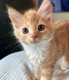 Biscuit