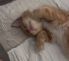 Biscuit