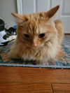 Milo