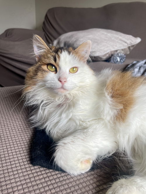 Cleo