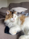 Cleo