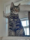 adoptable Cat in reston, VA named Stripe