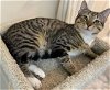 adoptable Cat in reston, VA named Socks