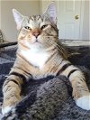adoptable Cat in reston, VA named Socks