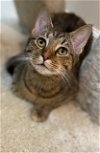 adoptable Cat in reston, VA named Princess