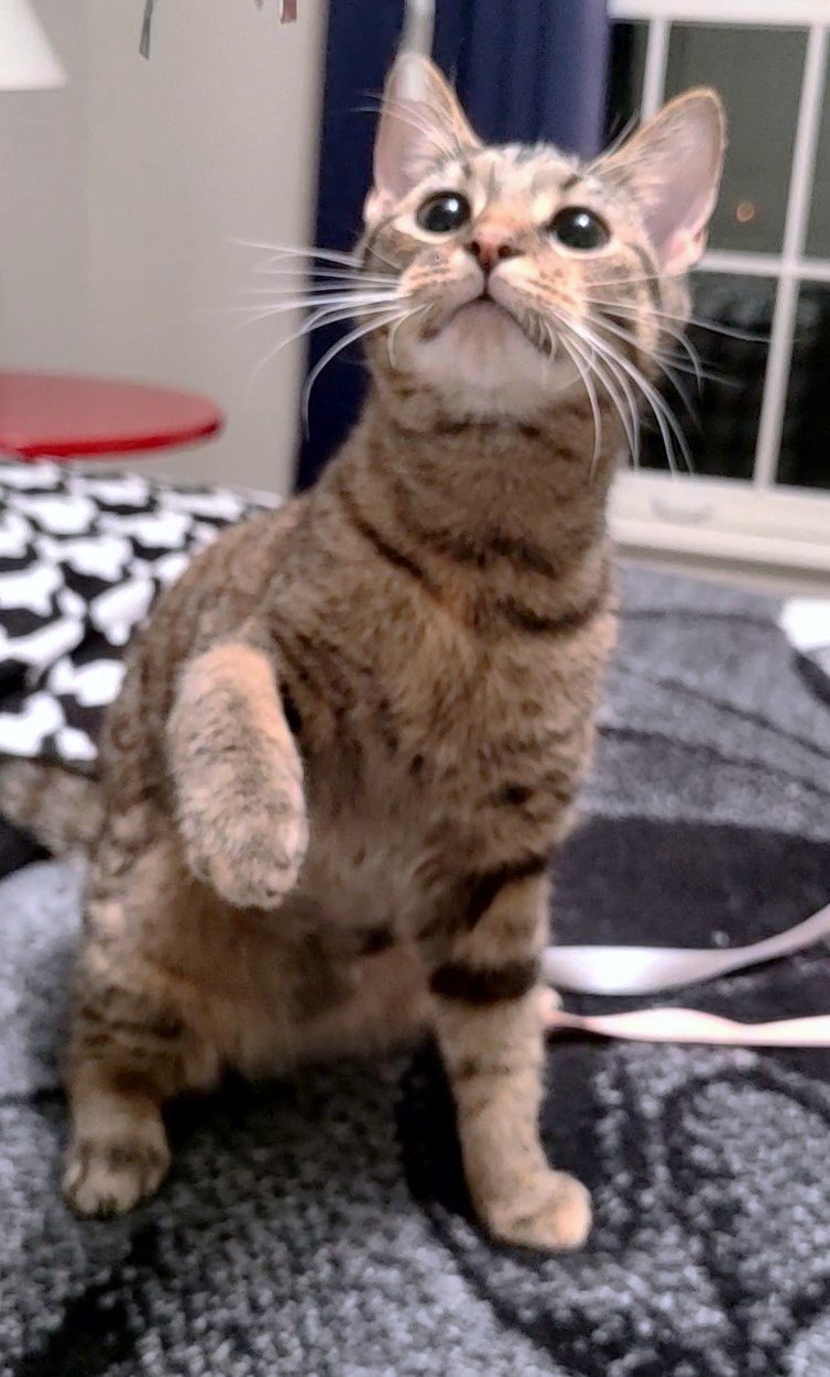 adoptable Cat in Reston, VA named Princess