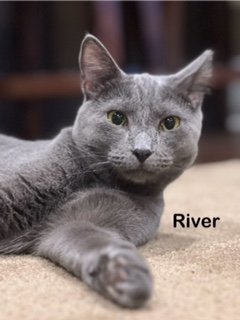 adoptable Cat in Reston, VA named River