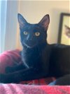 adoptable Cat in reston, VA named Sharpie