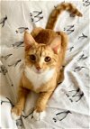 adoptable Cat in reston, VA named Sherbert