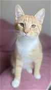 adoptable Cat in reston, VA named Sorbet