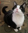 adoptable Cat in reston, VA named Viktor